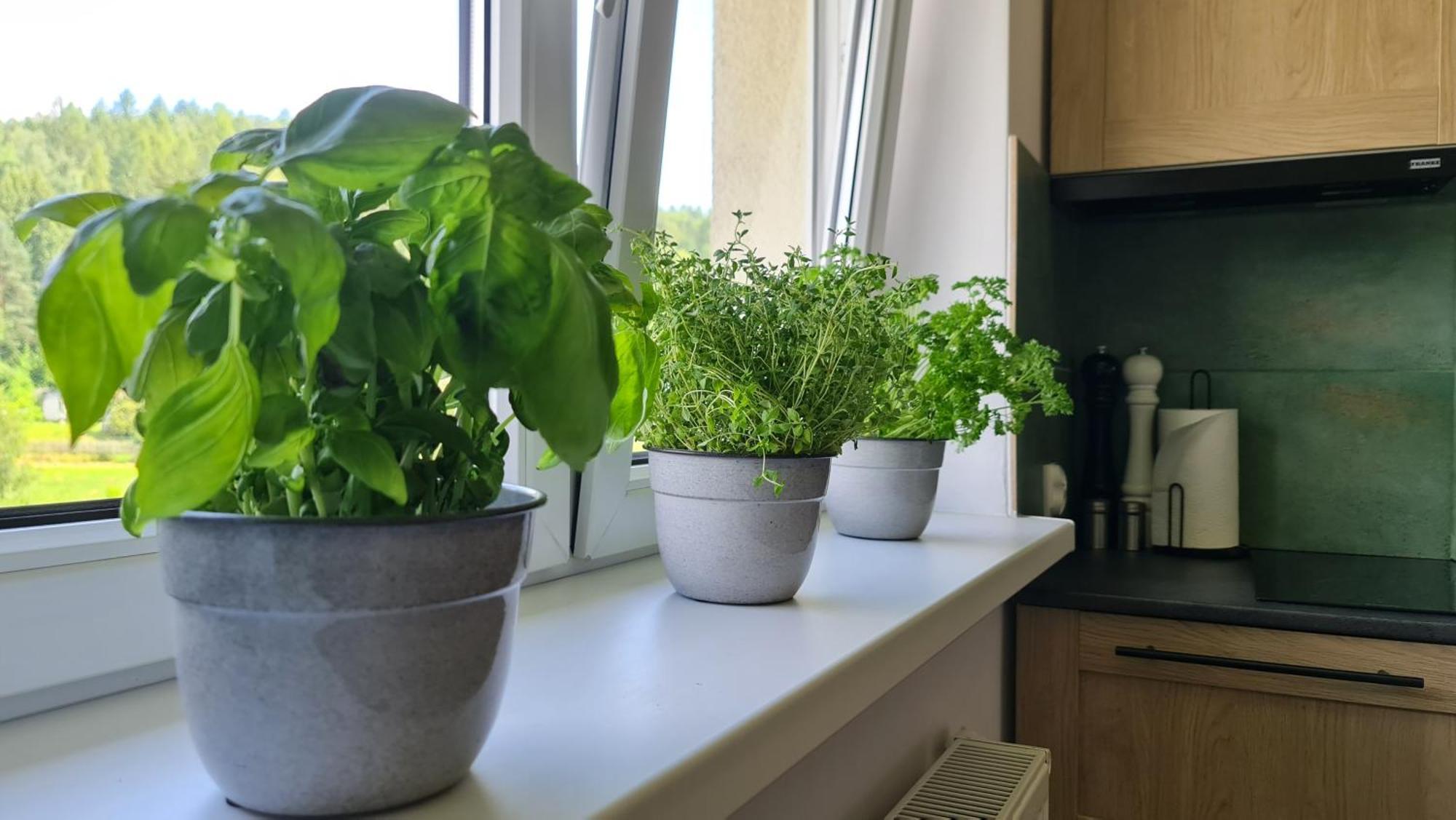Szumia Plaziny Apartment Мушина Екстериор снимка